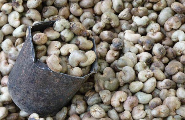 Vietnamese cashew nut raw