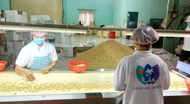 bulk cashews supplier in Vietnam - Jannat Asia Factory
